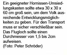 Hornissenkasten text